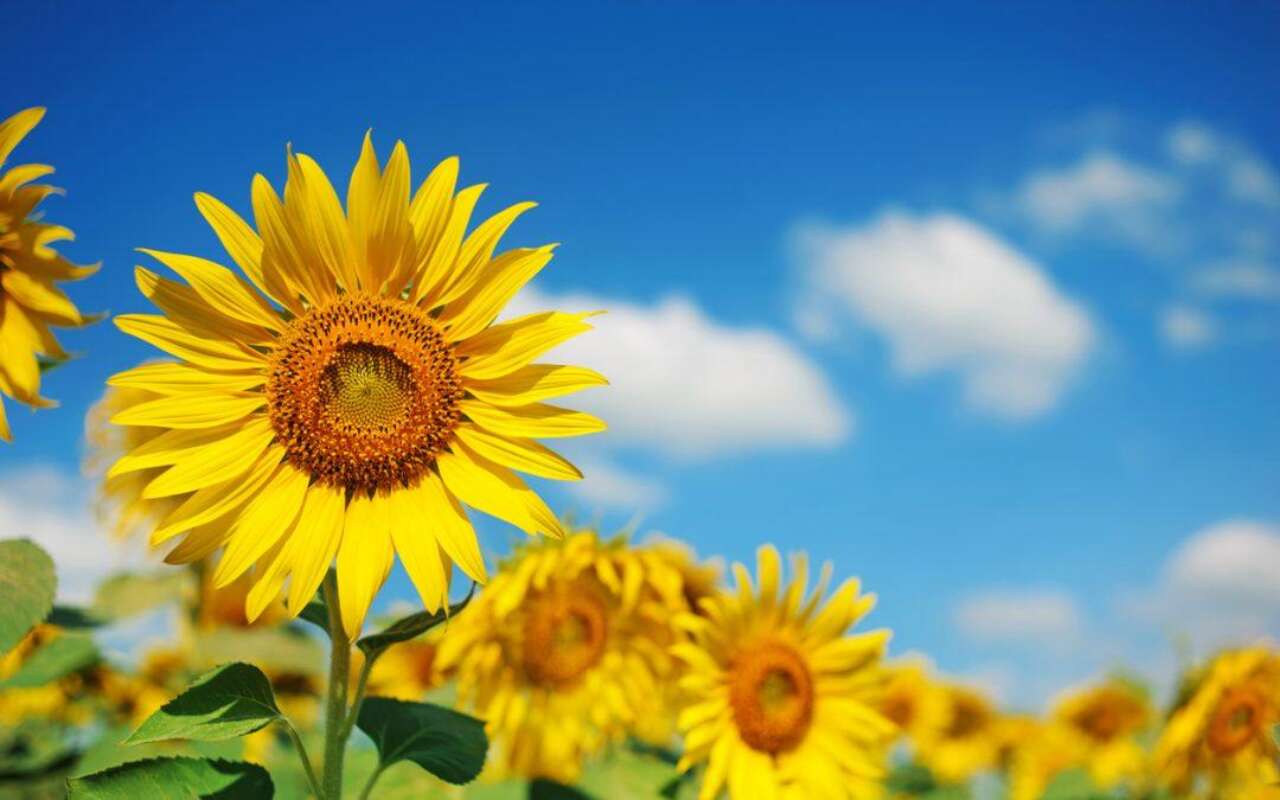 What is a Solar Power Plant and How Does it Work?